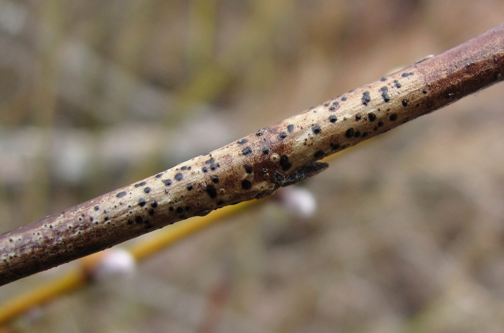 Image of Salix myrsinifolia specimen.