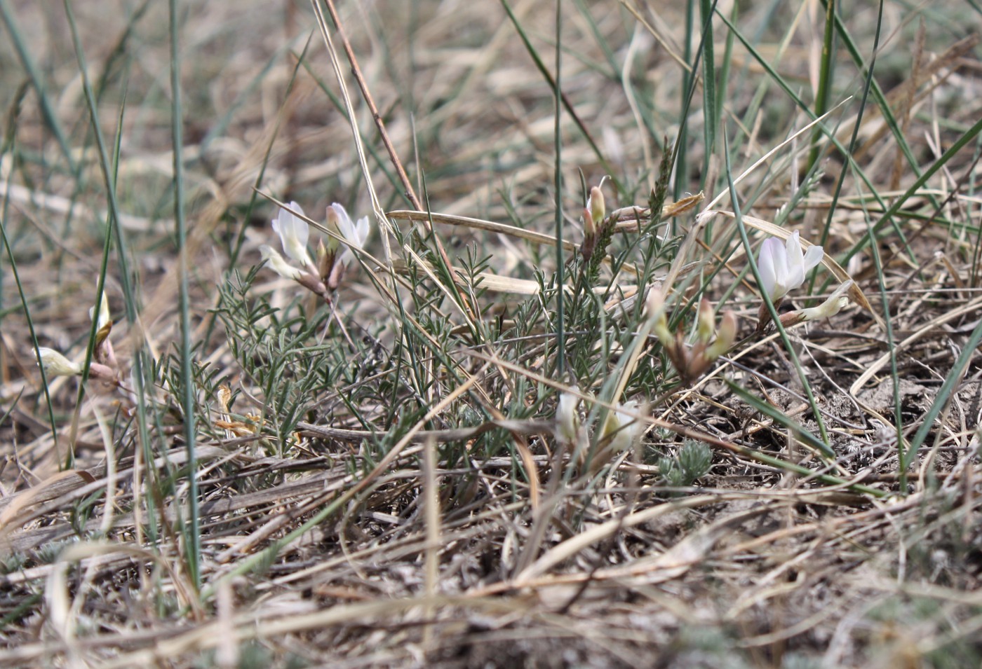 Изображение особи Astragalus palibinii.
