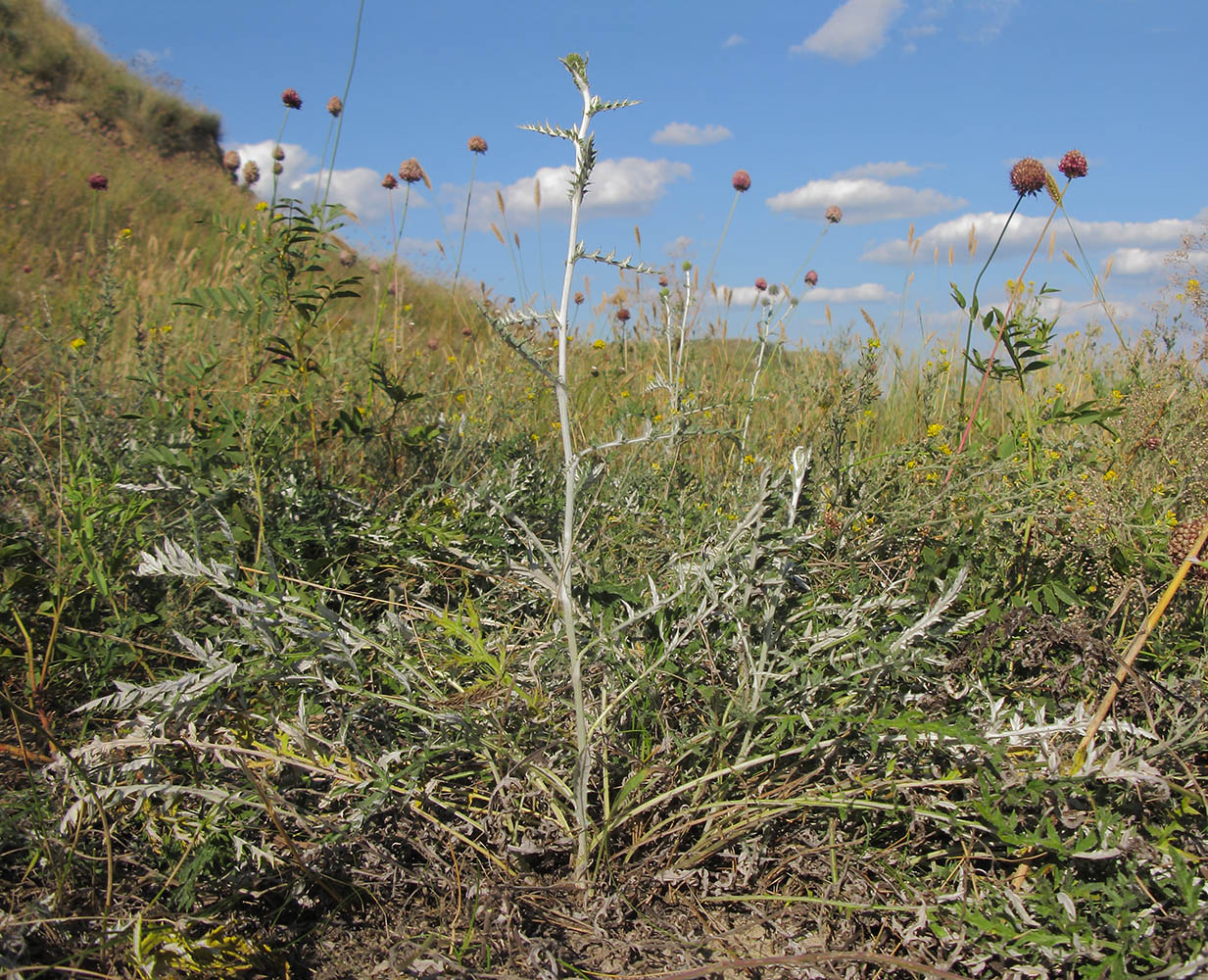 Image of Echinops ruthenicus specimen.