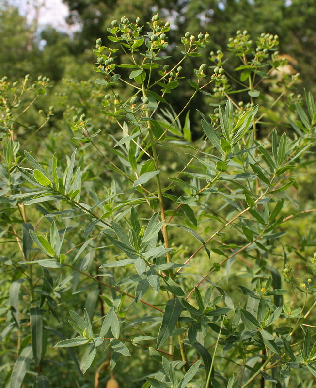 Image of Euphorbia semivillosa specimen.