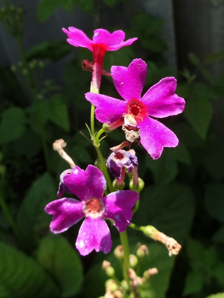 Image of Primula japonica specimen.