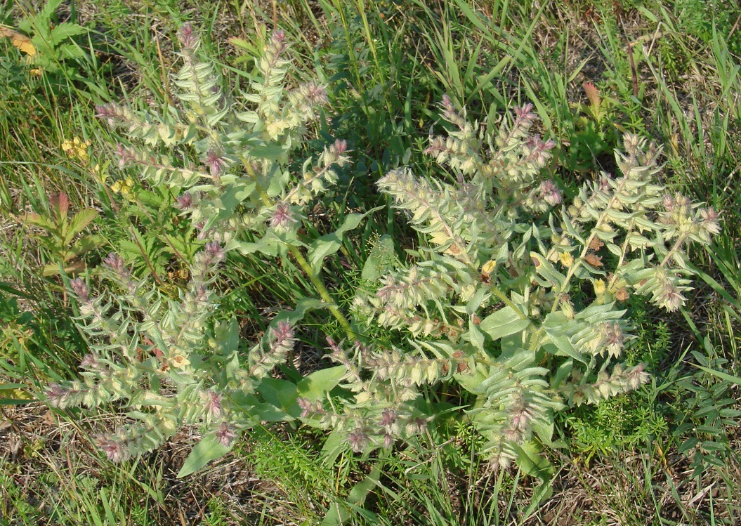 Image of Nonea rossica specimen.