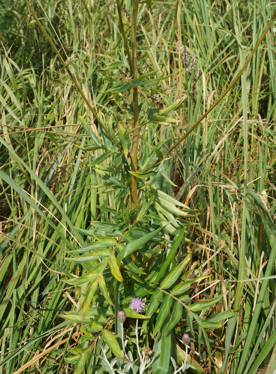 Image of Polemonium caeruleum specimen.