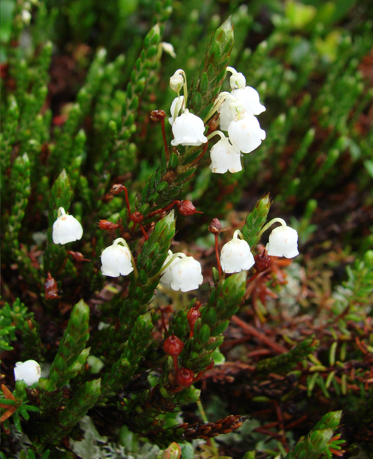 Изображение особи Cassiope ericoides.