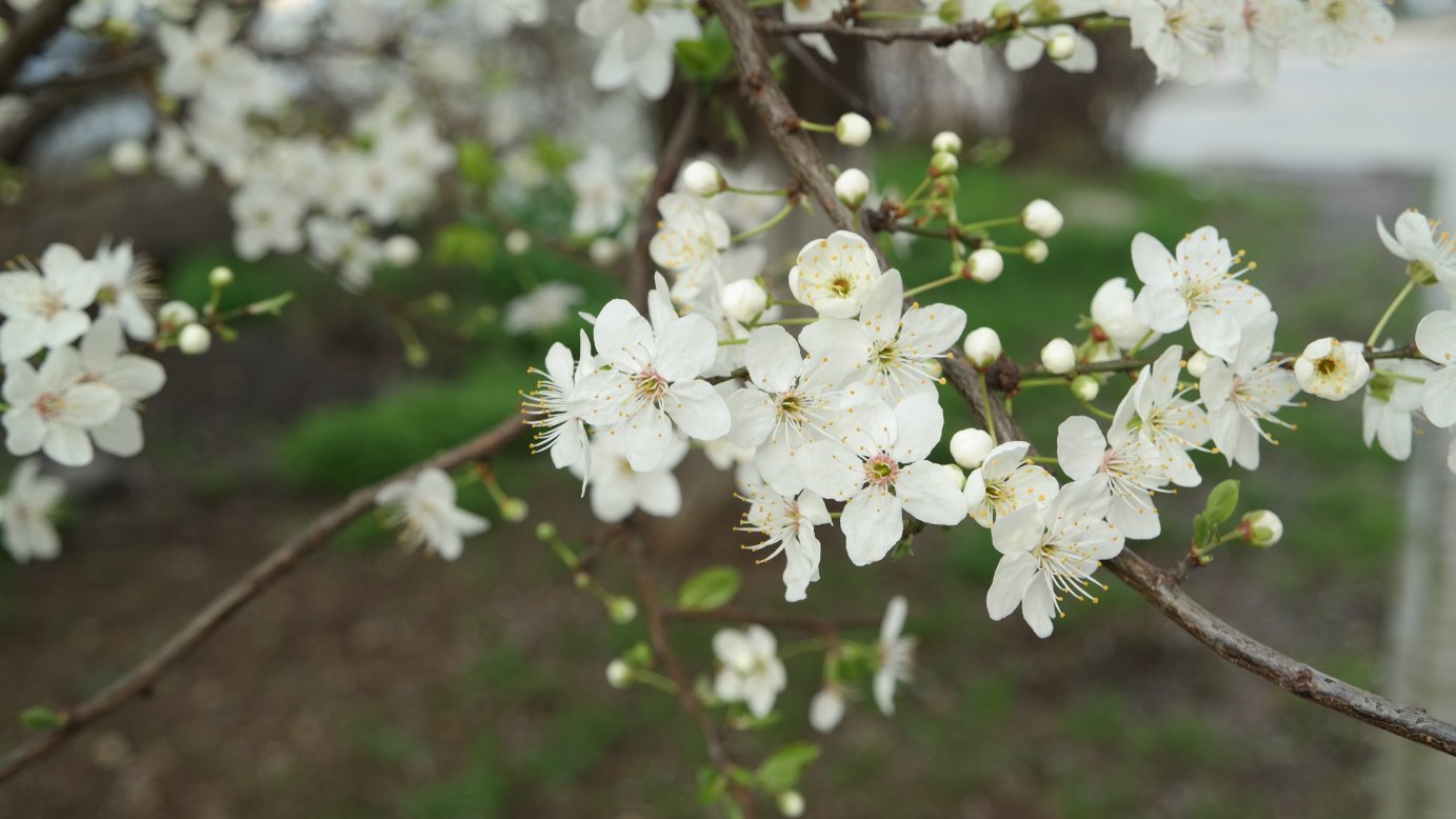 Image of Prunus cerasifera specimen.