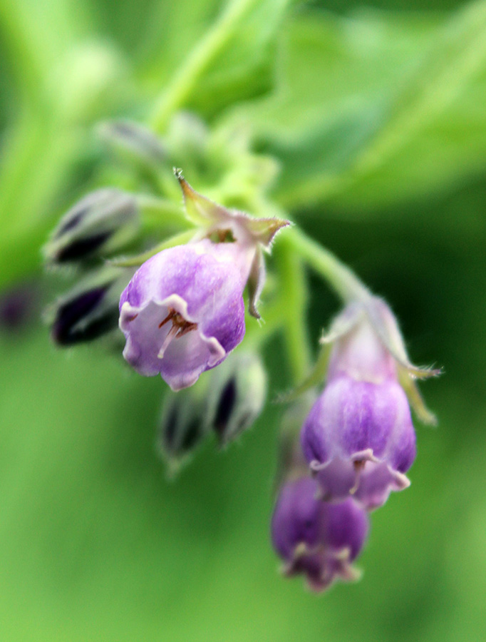 Изображение особи Symphytum officinale.