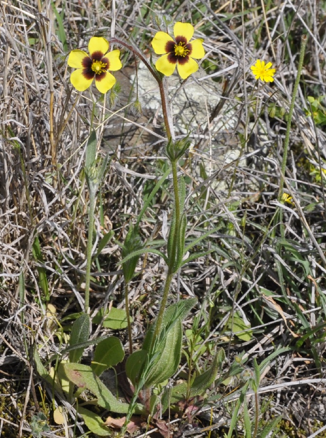 Image of Tuberaria guttata specimen.