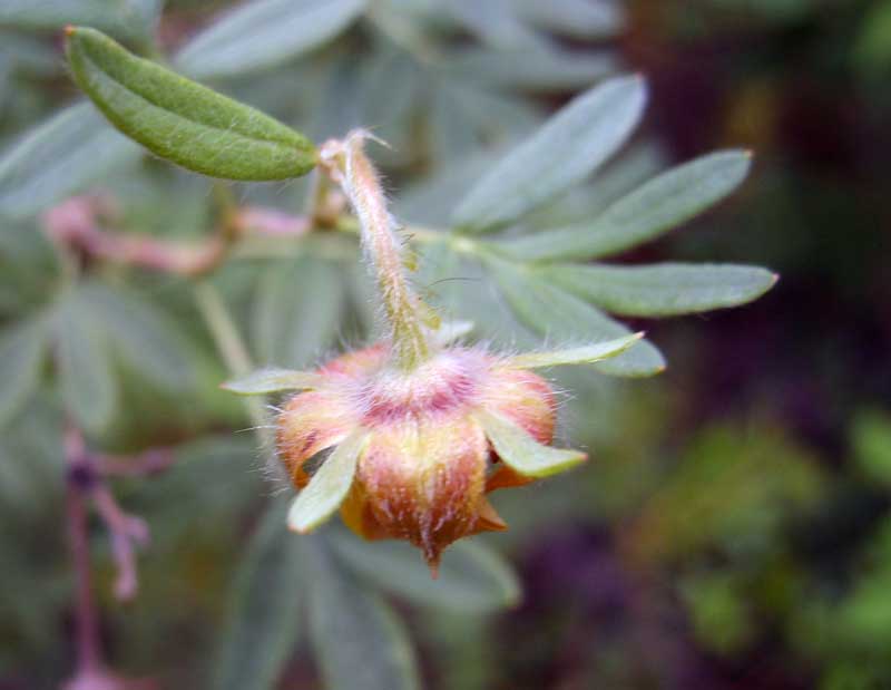 Image of Dasiphora fruticosa specimen.