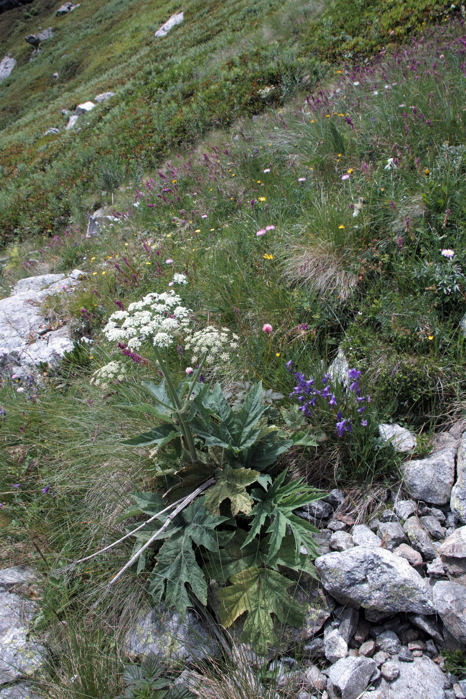 Image of genus Heracleum specimen.