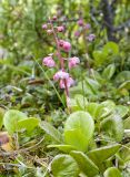 Pyrola incarnata