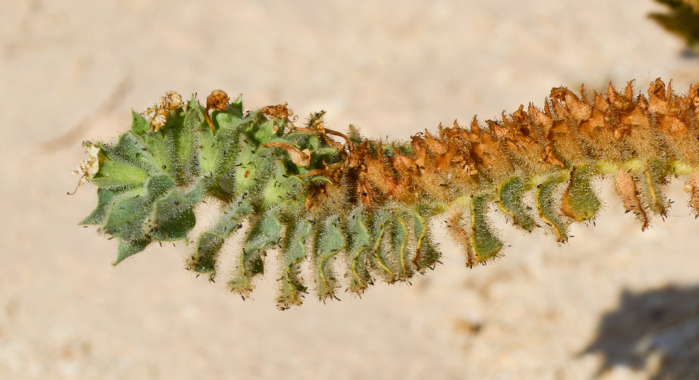 Image of Hyoscyamus desertorum specimen.