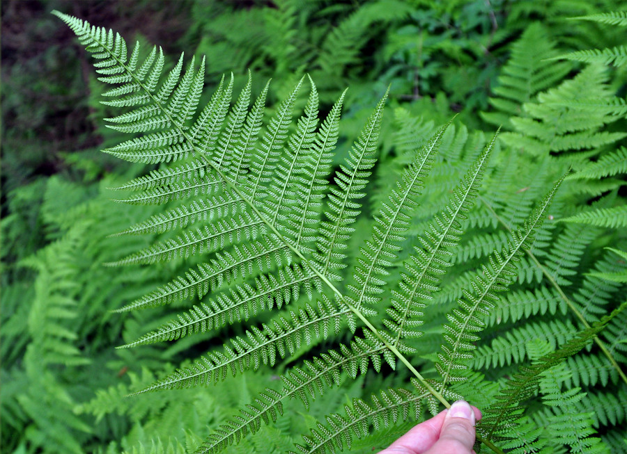 Изображение особи Athyrium filix-femina.