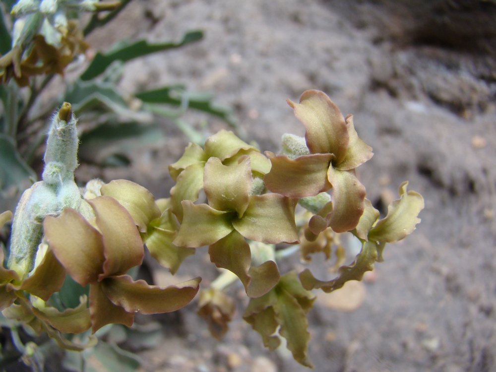 Image of Matthiola tianschanica specimen.