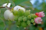 Symphoricarpos albus разновидность laevigatus. Соплодие. Псковская обл., дер. Изборск, живая изгородь. 30.07.2016.