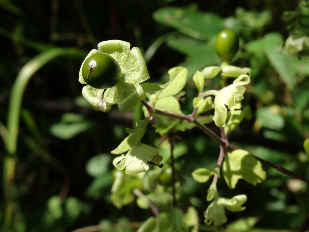 Изображение особи Cucubalus japonicus.