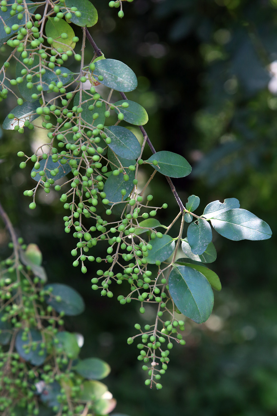 Image of Ligustrum sinense specimen.