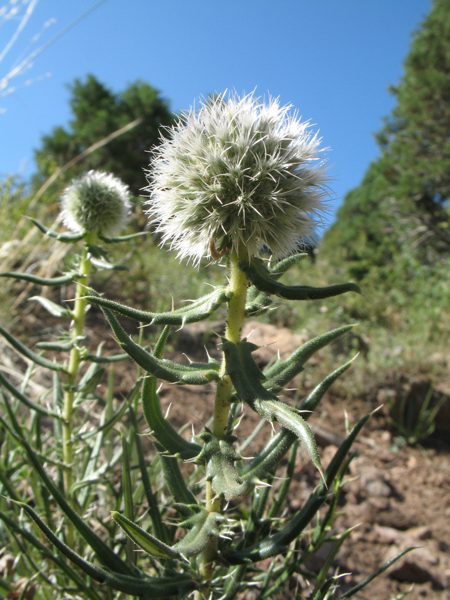 Изображение особи Echinops tschimganicus.