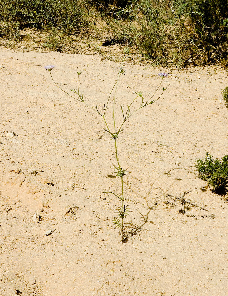 Image of Sixalix arenaria specimen.