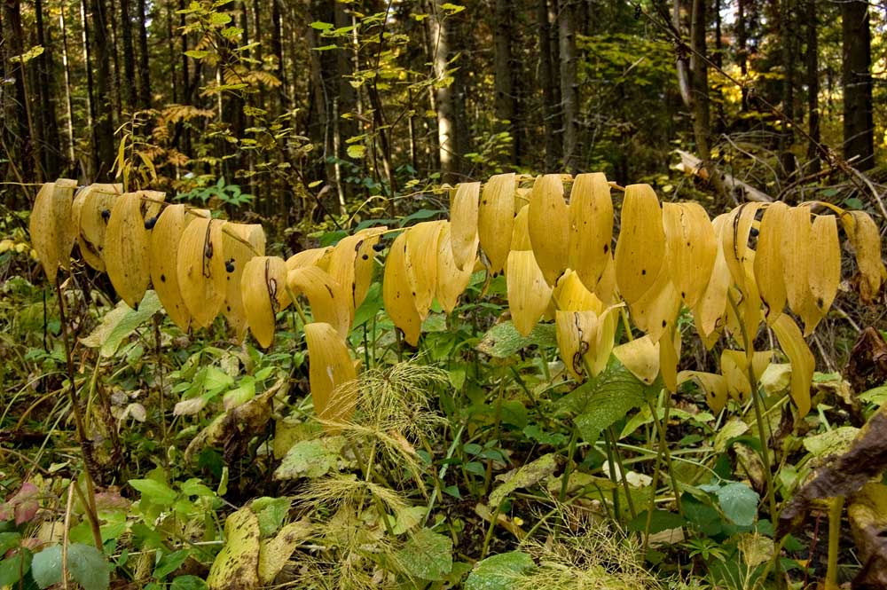 Image of Polygonatum multiflorum specimen.