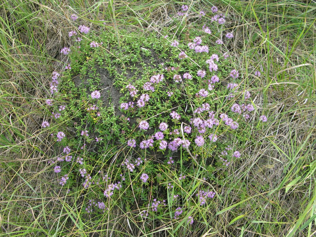 Image of Thymus dubjanskyi specimen.