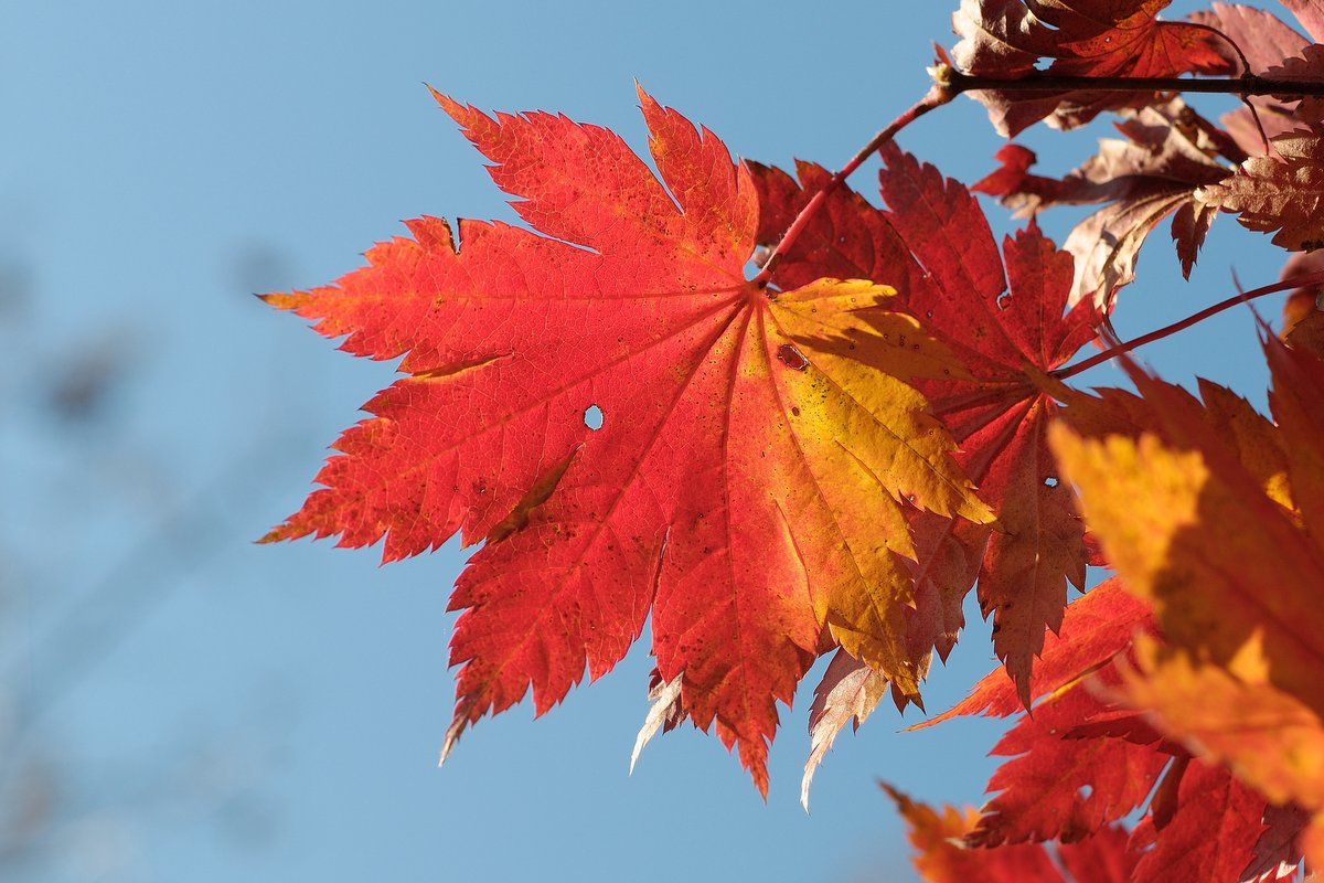 Image of Acer pseudosieboldianum specimen.