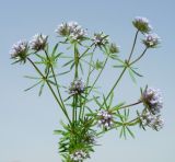 Asperula setosa