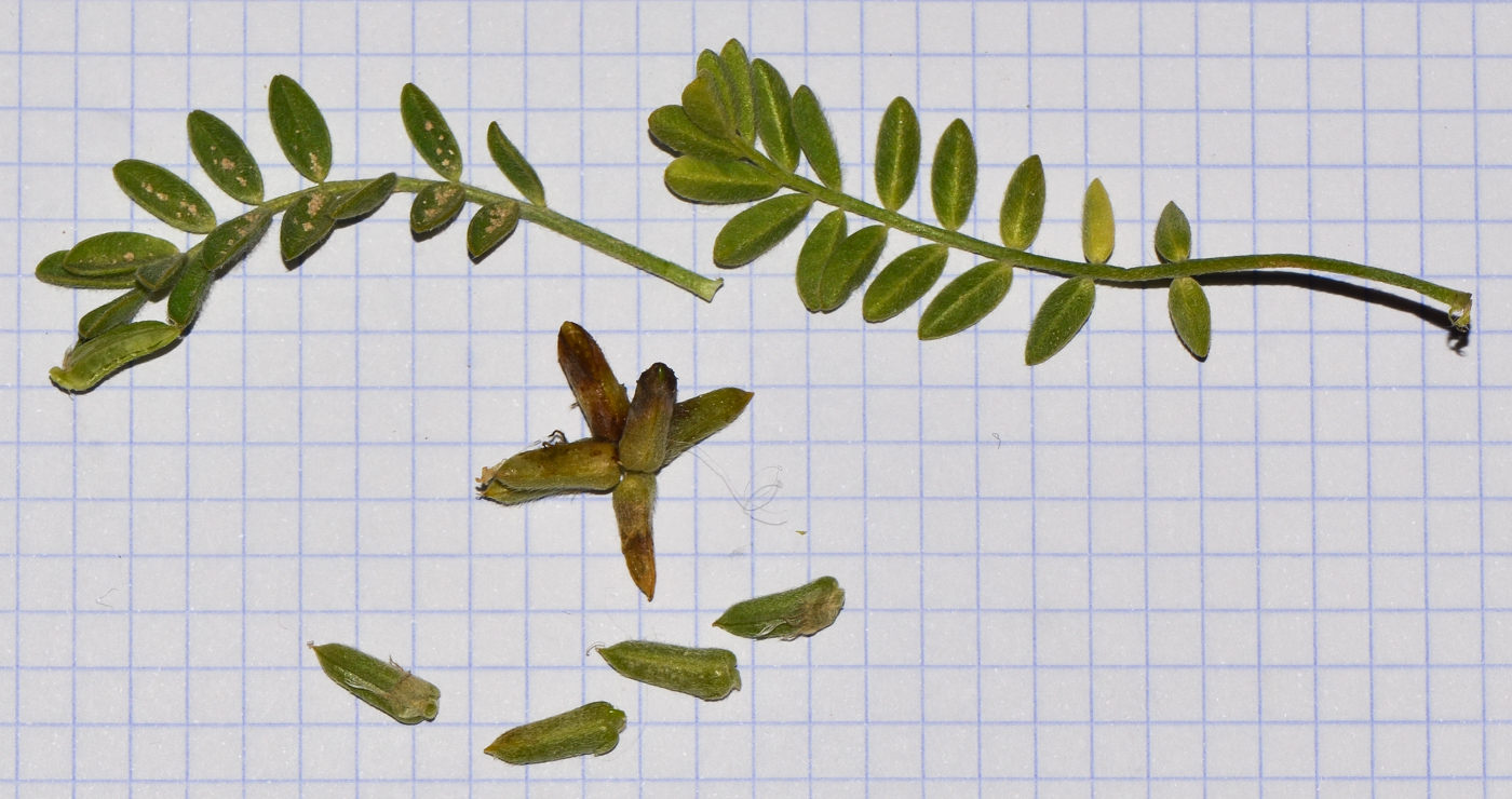 Image of Astragalus tribuloides specimen.