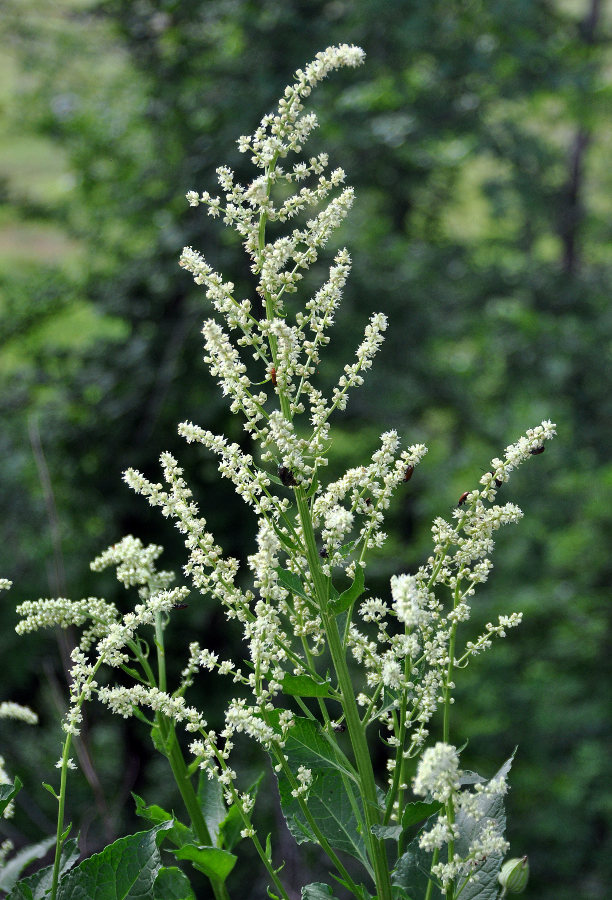 Image of Beta trigyna specimen.