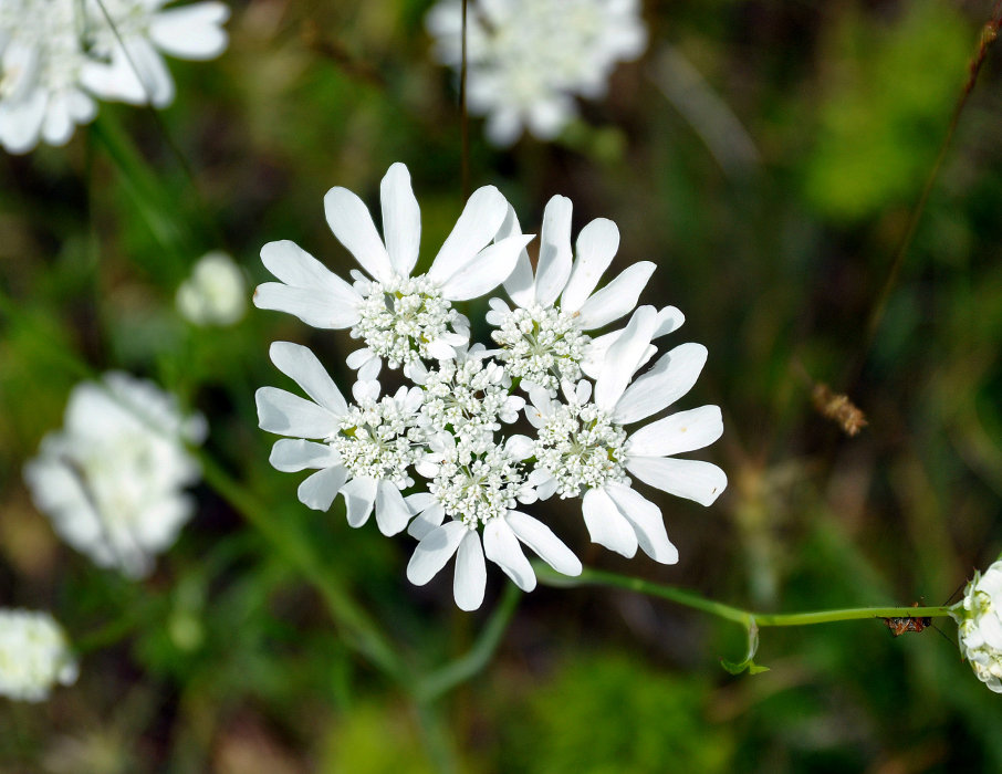 Изображение особи Orlaya grandiflora.