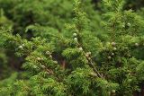 Juniperus sibirica. Верхушки побегов с незрелыми шишками. Сахалинская обл., Томаринский р-н, окр. г. Томари, Государственный ботанический памятник природы регионального значения «Томаринский бор». 18.08.2016.