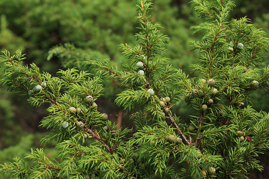 Image of Juniperus sibirica specimen.