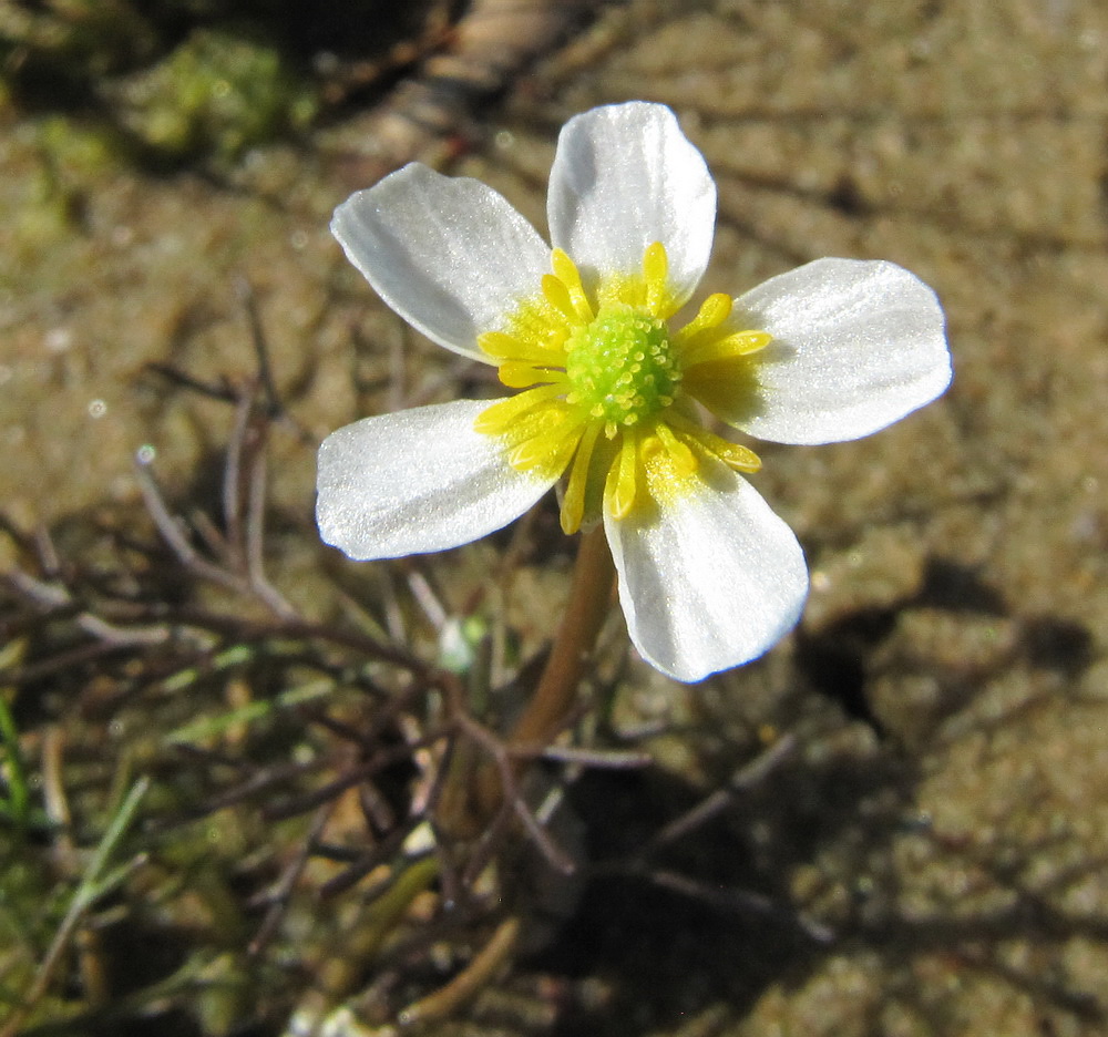 Изображение особи Ranunculus baudotii.