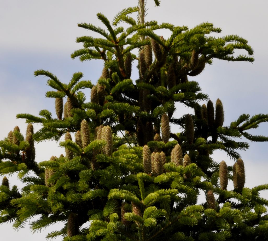 Image of Abies cephalonica specimen.