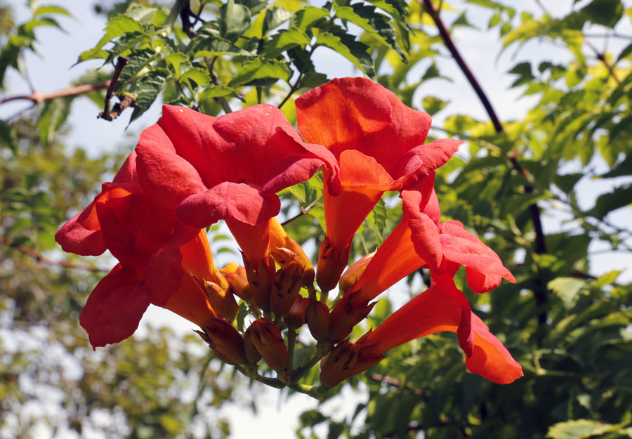 Image of Campsis grandiflora specimen.