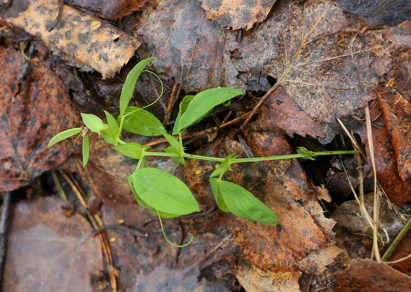 Image of Lathyrus pratensis specimen.