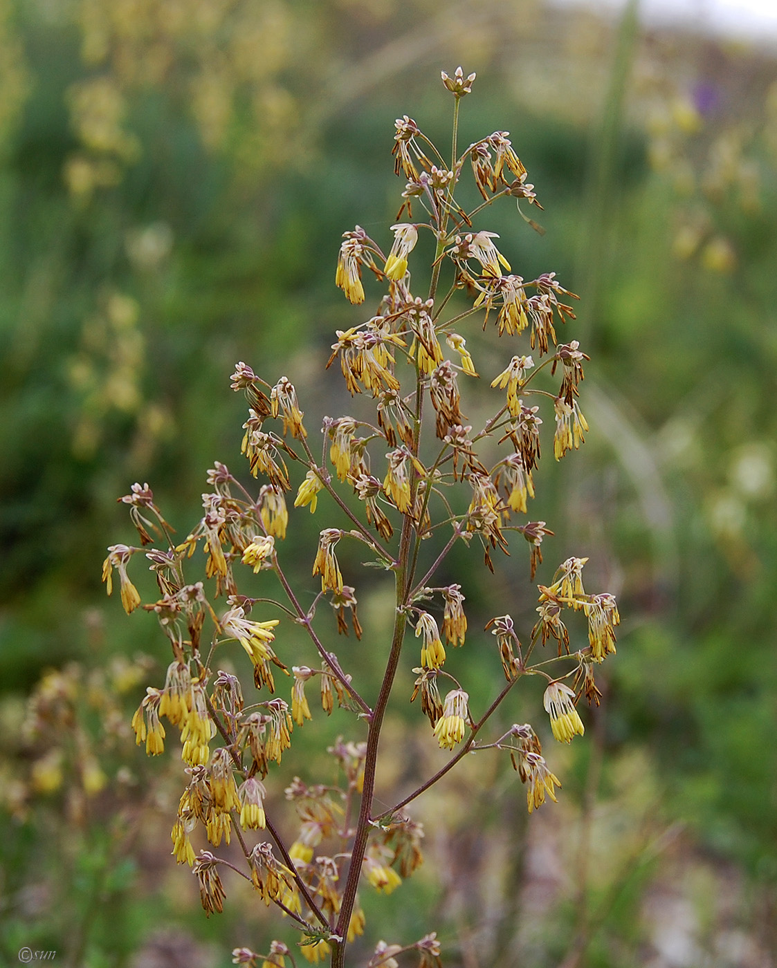 Image of Thalictrum minus specimen.