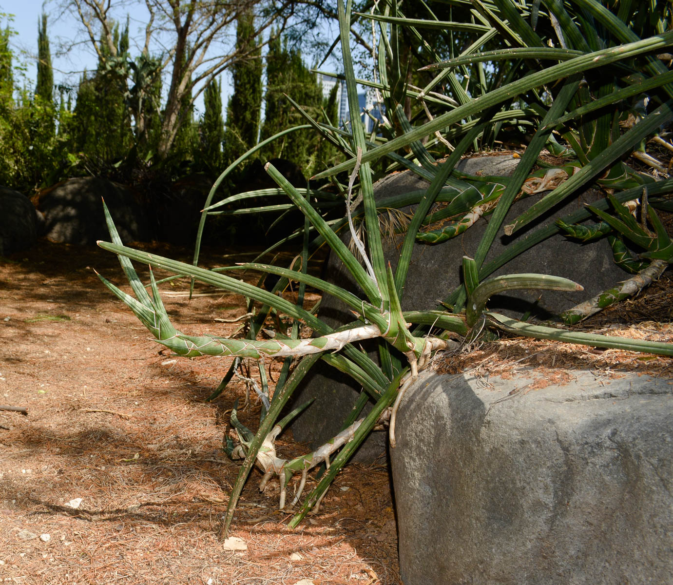 Изображение особи Sansevieria cylindrica.