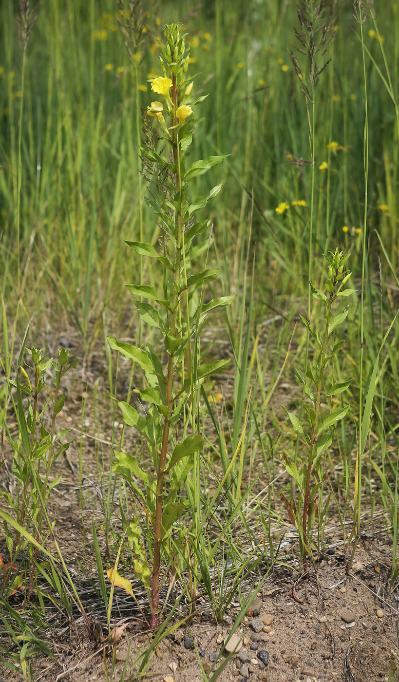 Image of Oenothera rubricaulis specimen.