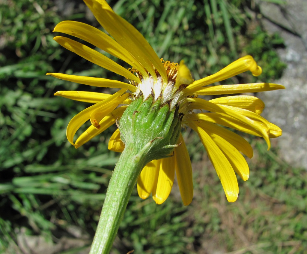 Изображение особи Dolichorrhiza caucasica.