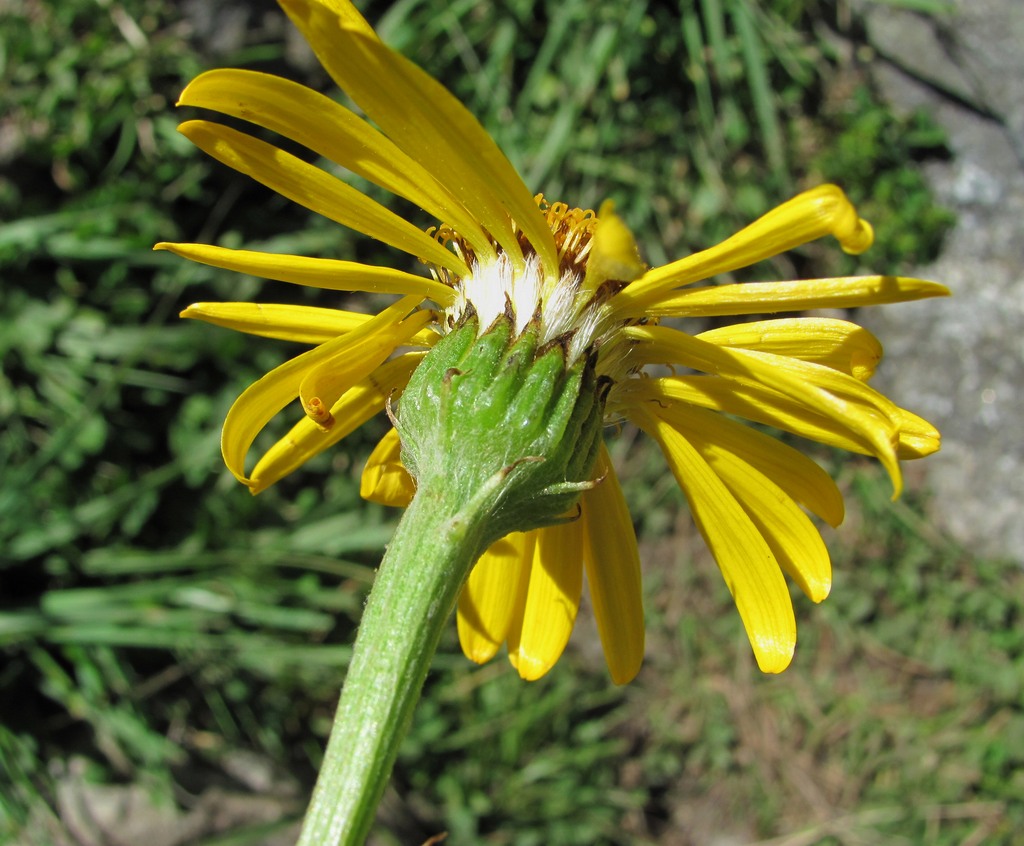 Image of Dolichorrhiza caucasica specimen.