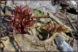 Archangelica officinalis. Первые весенние листья. Чувашия, окр. г. Шумерля, лесной массив \"Торф\". 28 марта 2008 г.