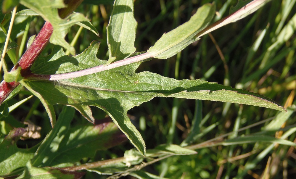 Image of Centaurea jacea specimen.