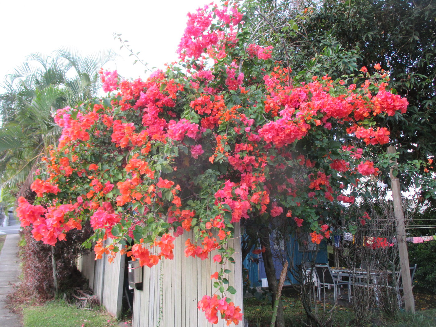 Image of Bougainvillea glabra specimen.