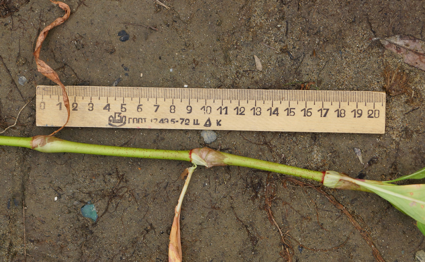 Image of Persicaria lapathifolia specimen.