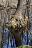 Alnus glutinosa. Основание ствола старого дерева. Украина, Киев, заказник \"Лесники\", низменная часть. 4 апреля 2009 г.