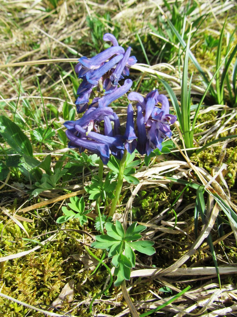 Image of Corydalis pauciflora specimen.