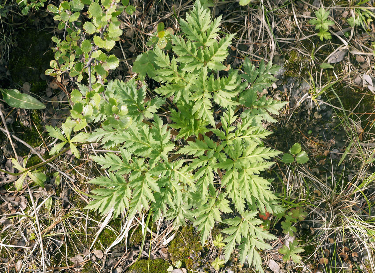 Image of Pleurospermum uralense specimen.