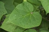 Paulownia tomentosa. Лист с кормящейся цикадкой. Краснодарский край, г. Сочи, Лазаревский р-н, с. Солохаул, берег р. Шахе. 10.08.2017.