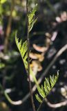 Rorippa sylvestris. Средняя часть побега. Пермский край, г. Пермь, Свердловский р-н, пустырь. 08.07.2017.