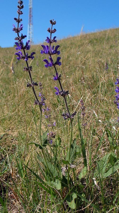 Image of Salvia stepposa specimen.